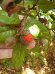 Alectryon excelsus grandis