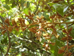 Alectryon excelsus grandis