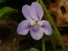 Viola × brauniae