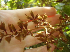 Alectryon excelsus grandis