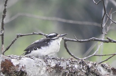 Dryobates villosus harrisi