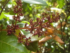 Alectryon excelsus grandis