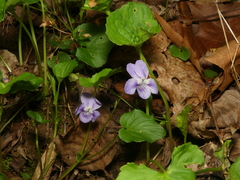 Viola × brauniae