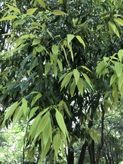 Quercus glauca