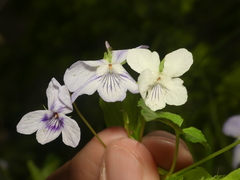 Viola × brauniae