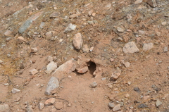 Xerospermophilus tereticaudus