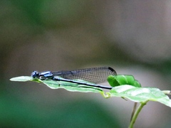 Argia medullaris