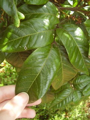 Alectryon excelsus grandis