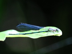Argia medullaris