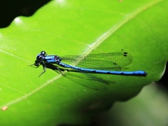 Argia medullaris