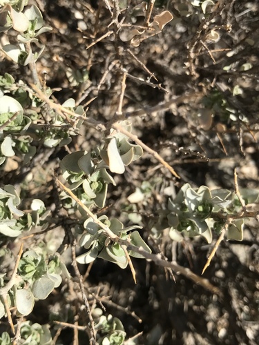 shadscale saltbush (Atriplex confertifolia)