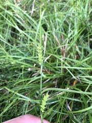 Carex brownii transversa