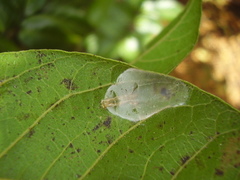 Conopomorpha cyanospila