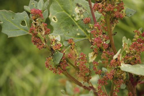Image of Chenopodium macrospermum by no rights reserved