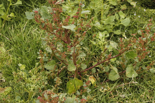 Image of Chenopodium macrospermum by no rights reserved