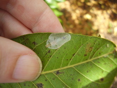 Conopomorpha cyanospila