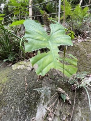 Monstera deliciosa