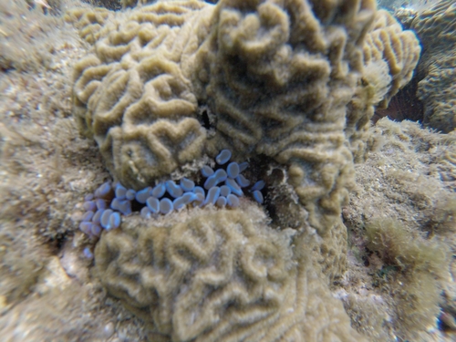 Lebrunia coralligens image