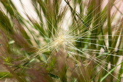 Poaceae