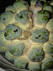 Thomisidae