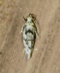 Sinoe