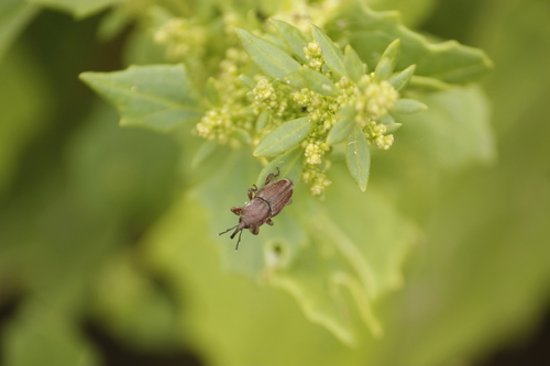 Sphenophorus brutus · NaturaLista Colombia