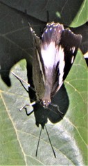 Charaxes