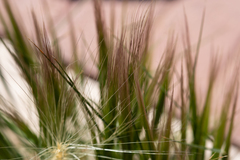Poaceae