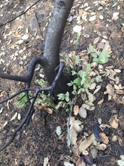 Notholithocarpus densiflorus densiflorus