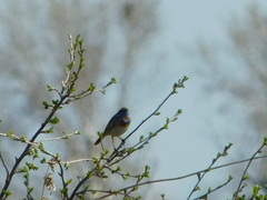 Luscinia svecica svecica