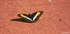 Adelpha malea