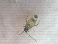 Ceratocapsus apicalis