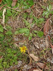 Taraxacum officinale