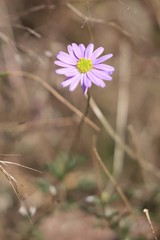 Brachyscome multifida multifida
