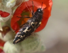 Acmaeodera cuneata