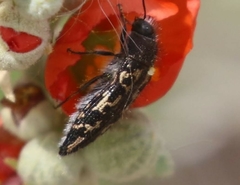 Acmaeodera cuneata