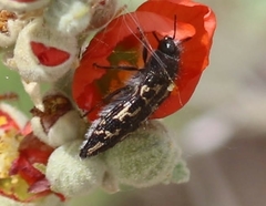 Acmaeodera cuneata