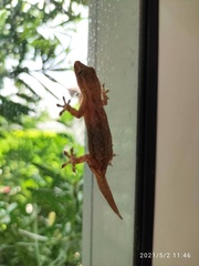 Hemidactylus frenatus