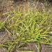 Arthropodium candidum - Photo (c) John Barkla, alguns direitos reservados (CC BY), uploaded by John Barkla