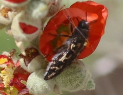 Acmaeodera cuneata