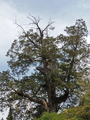 Chamaecyparis formosensis