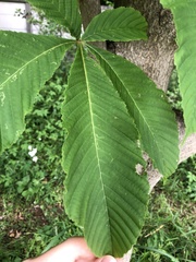 Aesculus turbinata