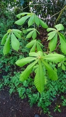 Aesculus hippocastanum