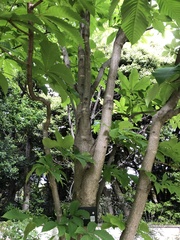 Aesculus turbinata