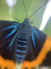 Milionia zonea pryeri