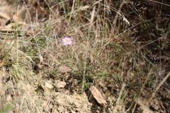 Brachyscome multifida multifida