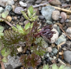 Urtica platyphylla