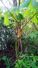 Aesculus hippocastanum