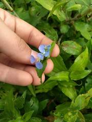 Commelina diffusa gigas