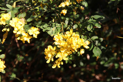Senna pendula glabrata